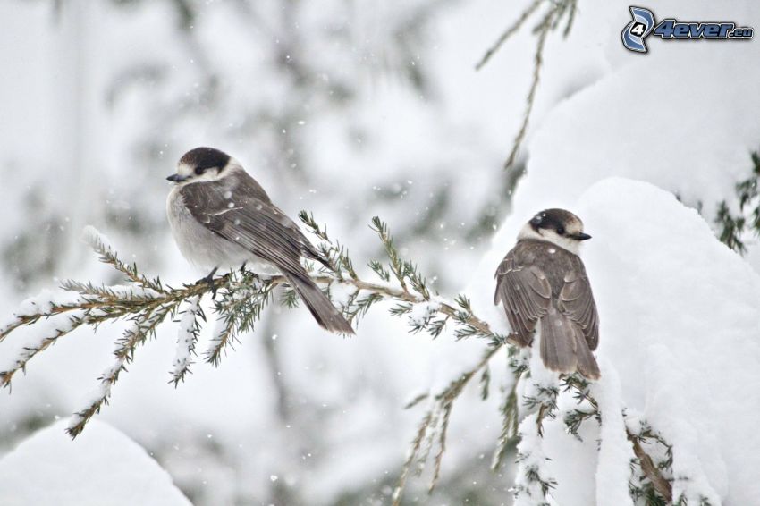 birds on a branch, snow