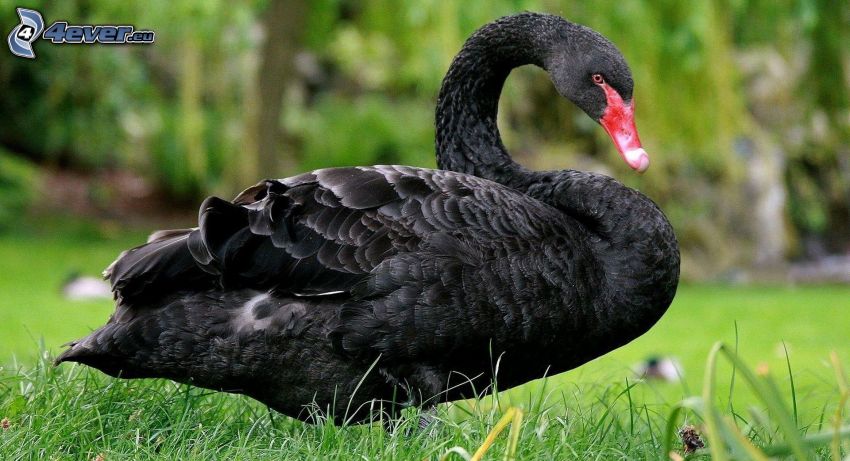 black swan, grass
