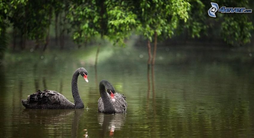 black swan, lake
