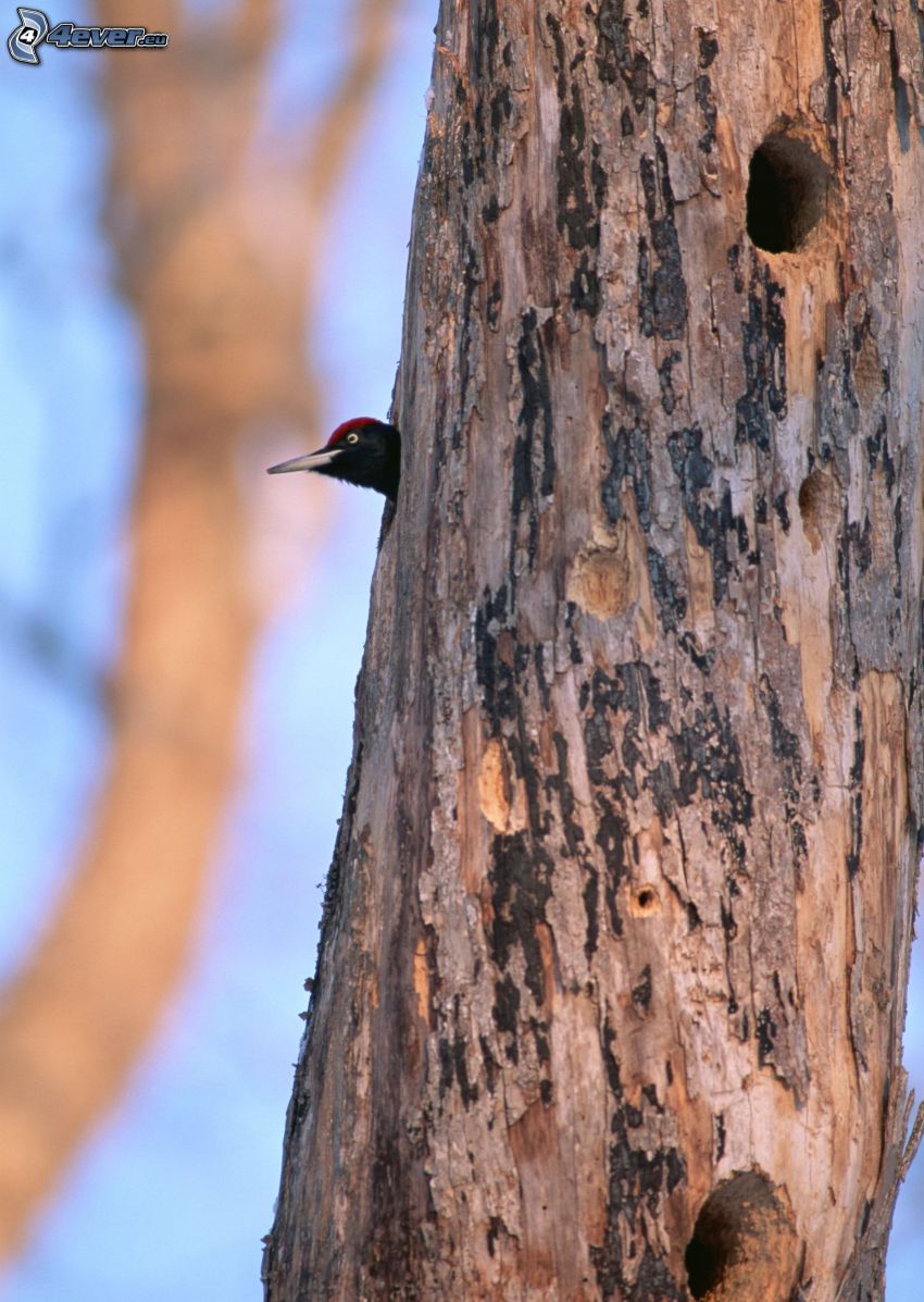 black woodpecker, branch