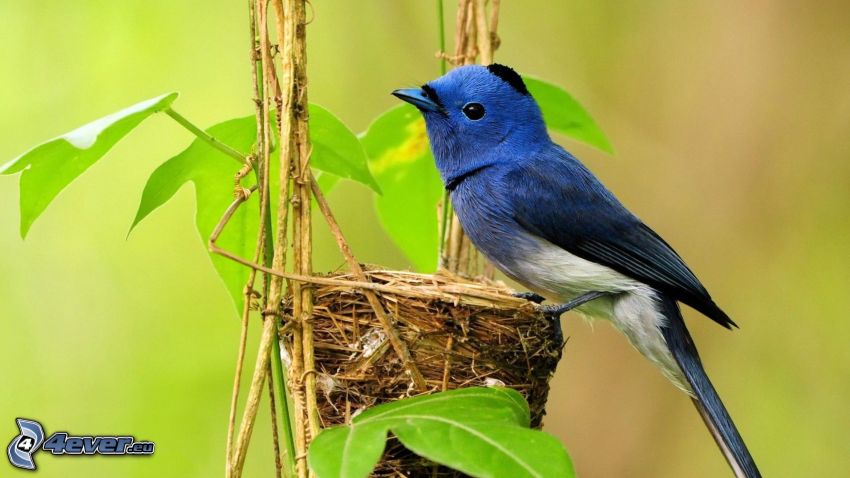 blue bird, nest