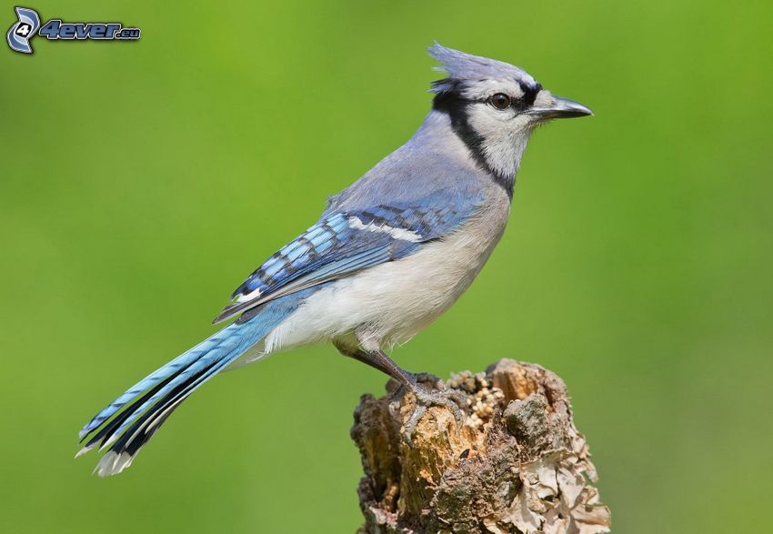 blue bird, wood