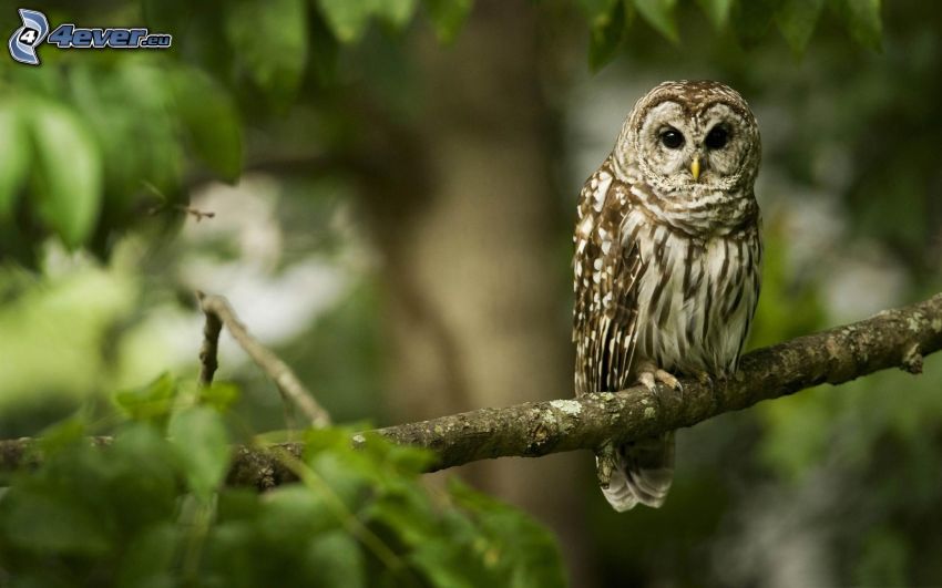 brown owl, branch