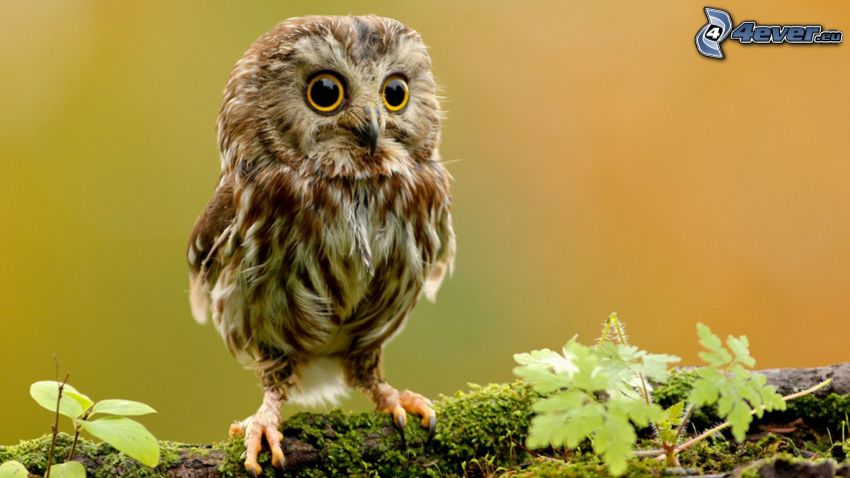 brown owl, cub
