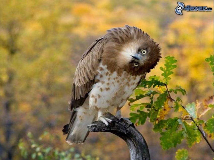 brown owl, dry branch