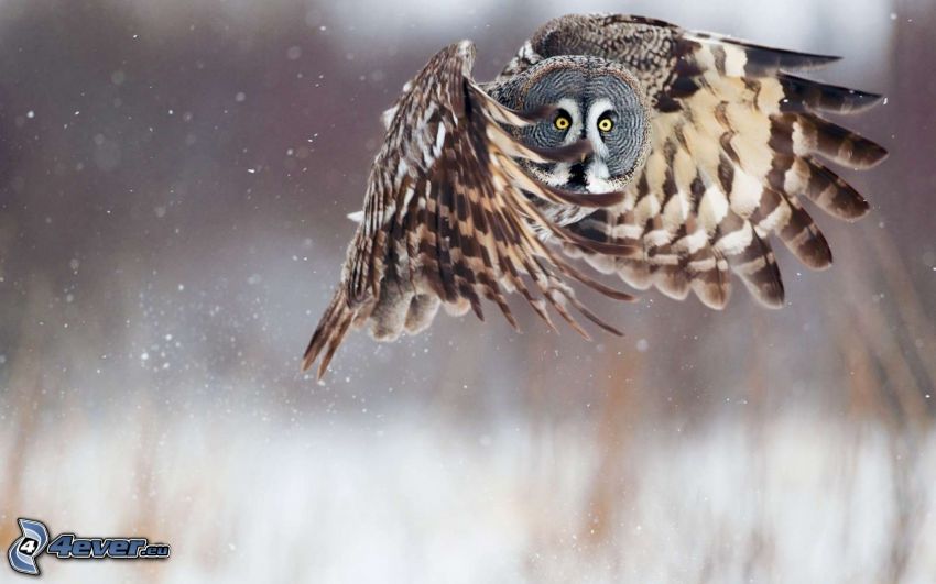 brown owl, flight