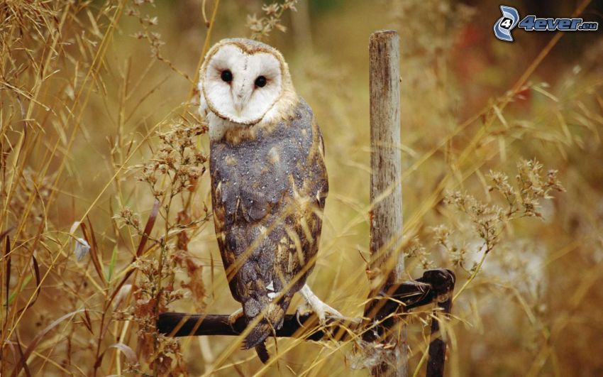 brown owl, grass
