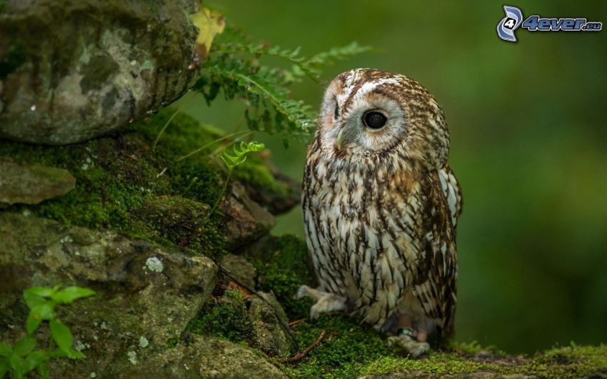brown owl, rocks, moss