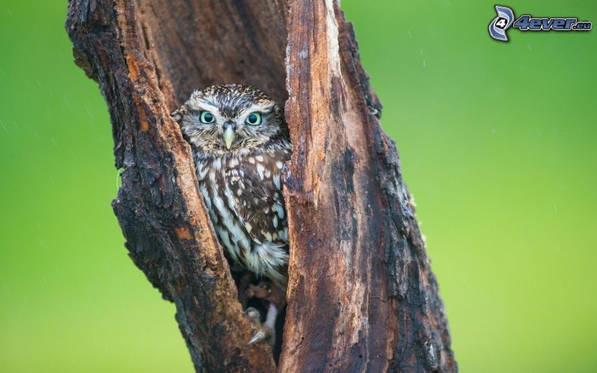 brown owl, tree bark