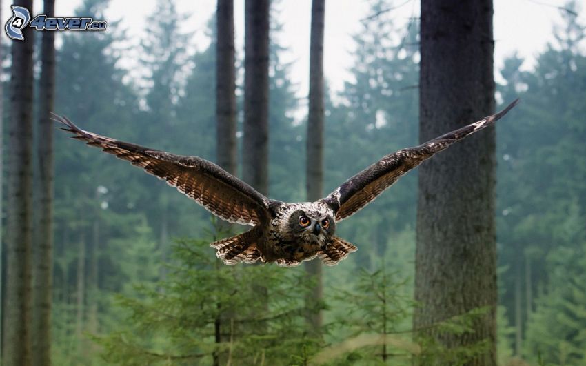 brown owl, wings, flight, forest