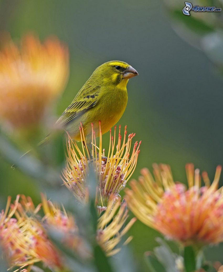 canary, flower
