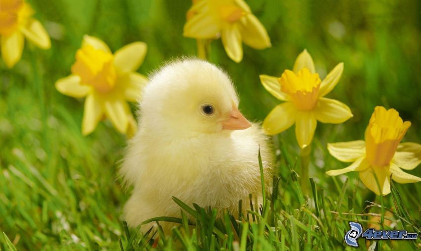 chick, daffodil, grass