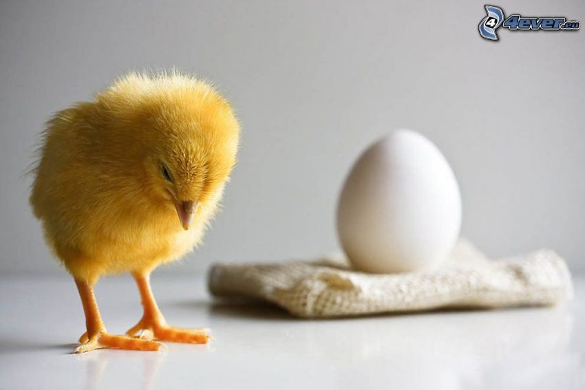 chick, egg, sadness