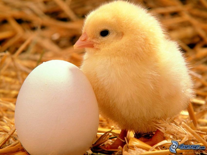 chick, egg