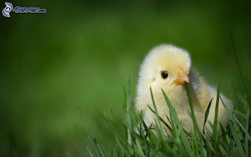 chick, grass