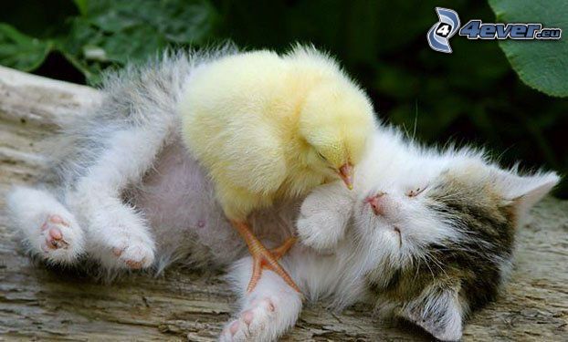 chick, sleeping cat