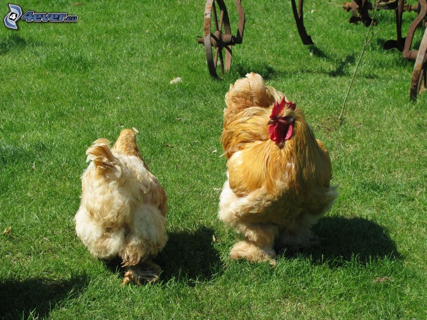 chicken, rooster, grass