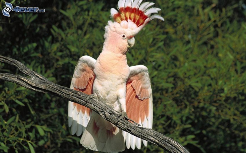 cockatoo, parrot, dry branch