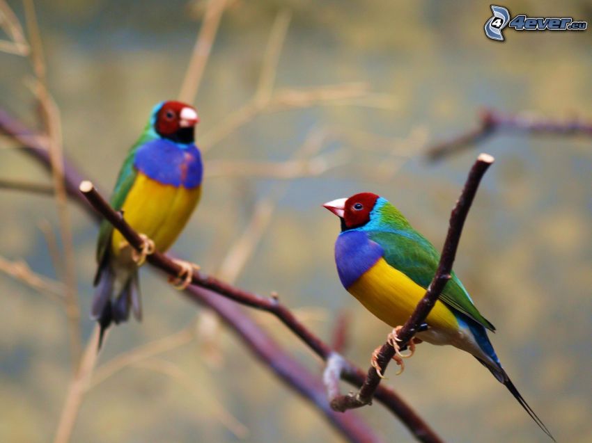 colored birds on a branch
