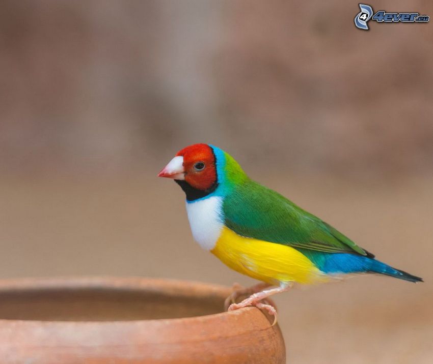 colorful bird, bowl