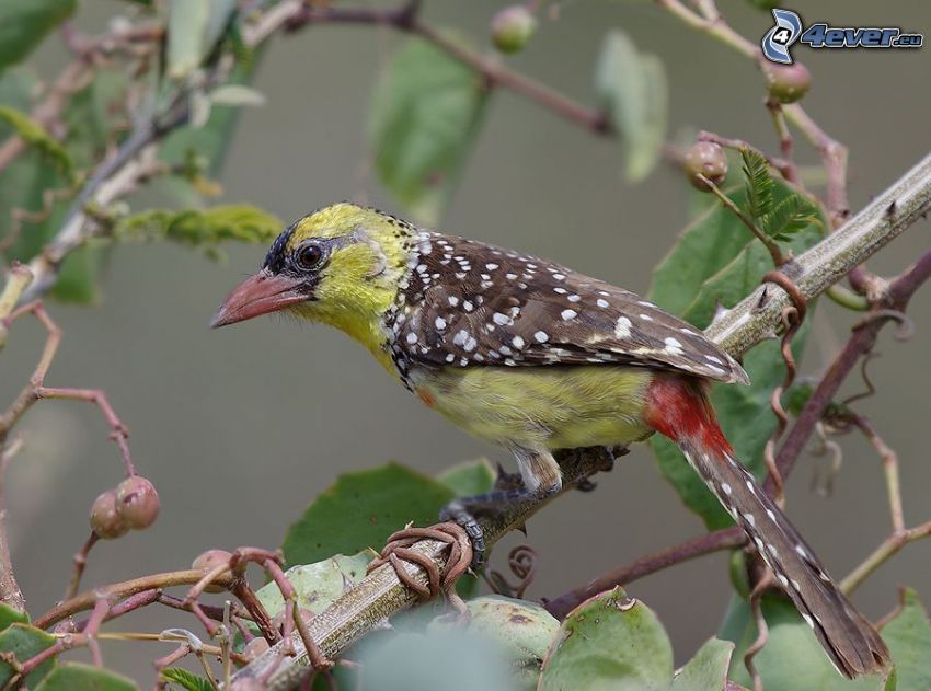 colorful bird, branch