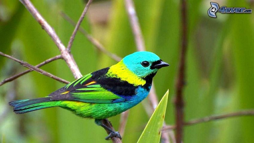 colorful bird, twig