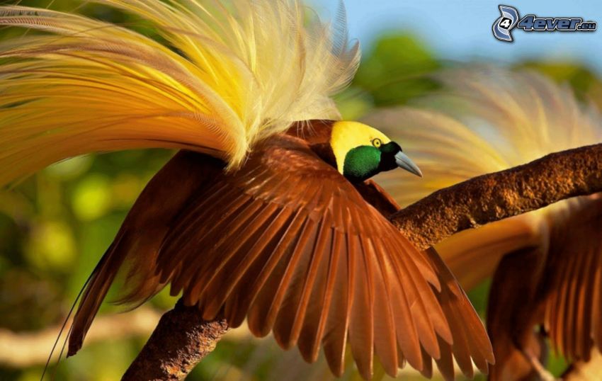 colorful bird, wings, branch