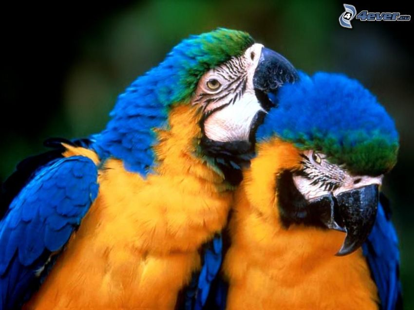 colorful parrots, birds