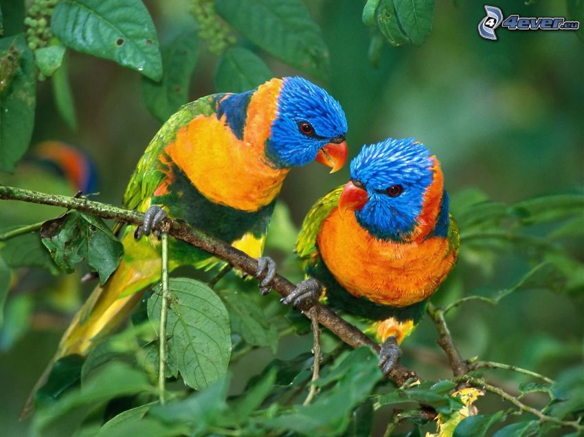 colorful parrots, branch