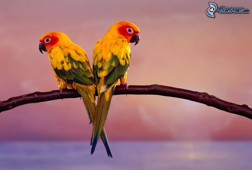 colorful parrots, twig