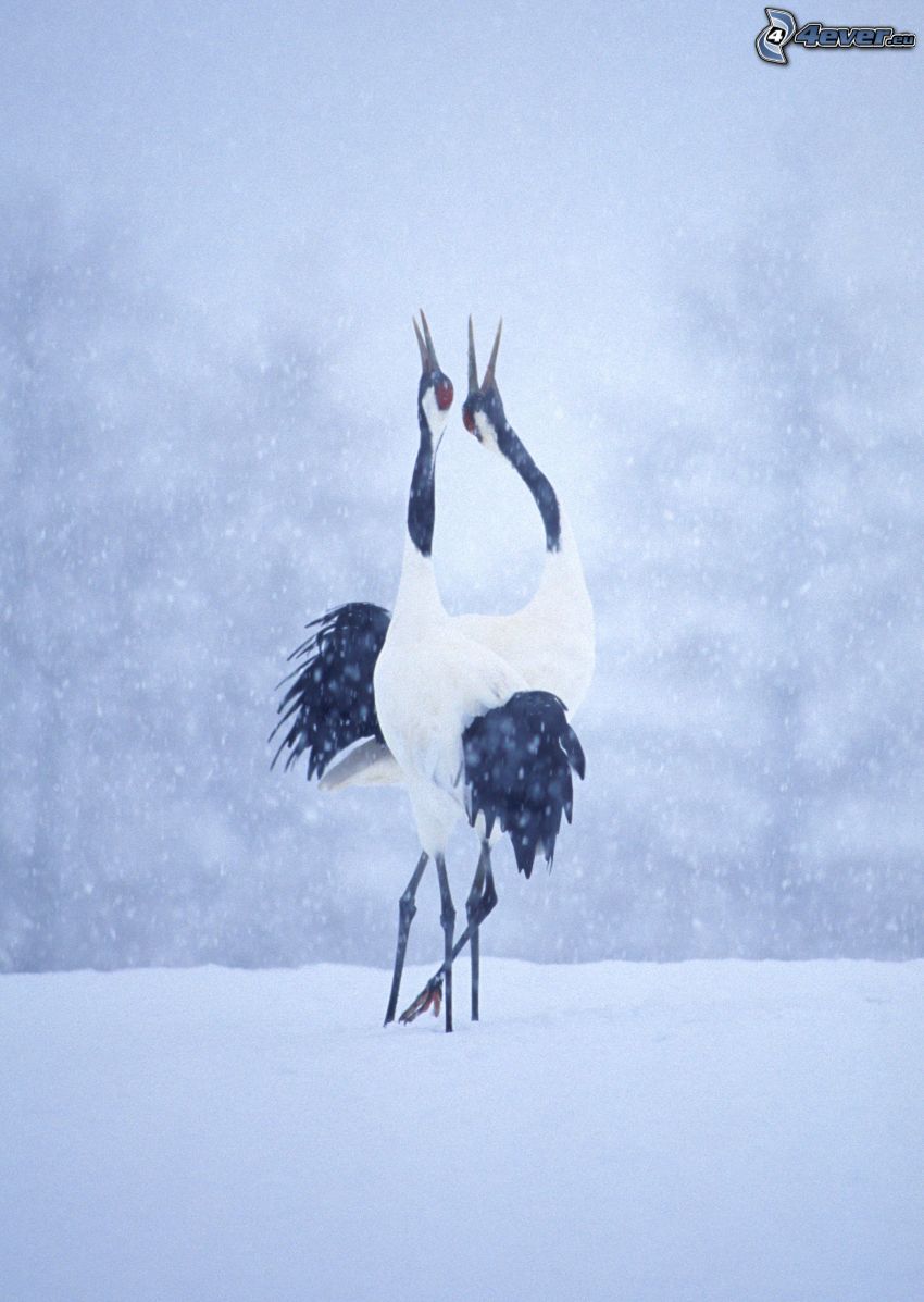 Common Crane, snowfall