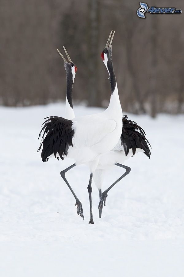 Crane, dance, snow