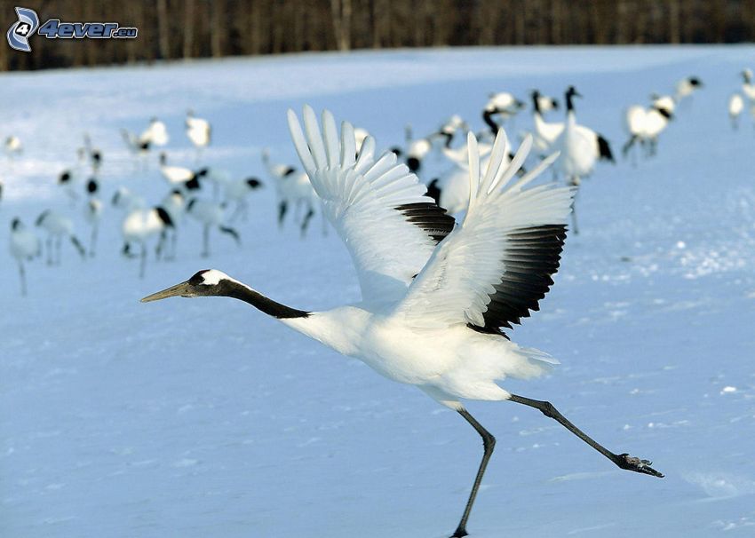 Crane, wings, snow