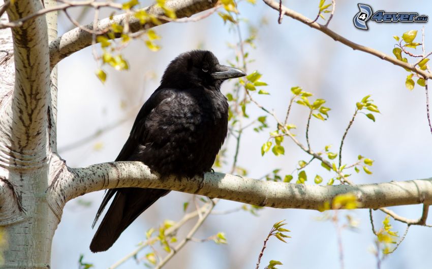 crow, cub, branch