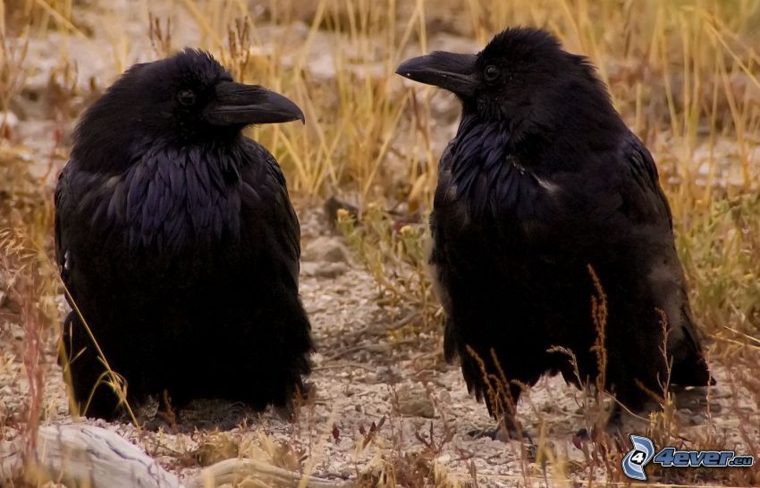crows, cubs