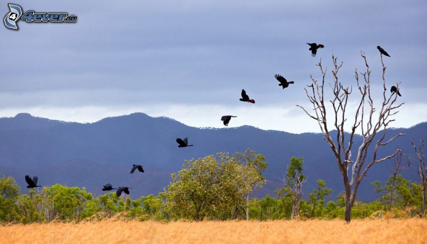 crows, flight, dried tree, trees