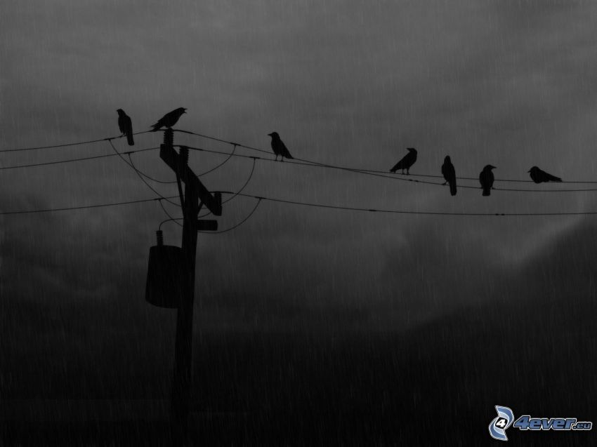 crows, power lines