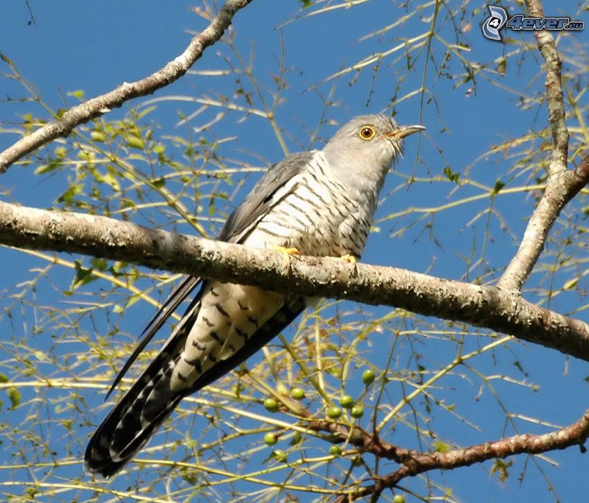 cuckoo, branch