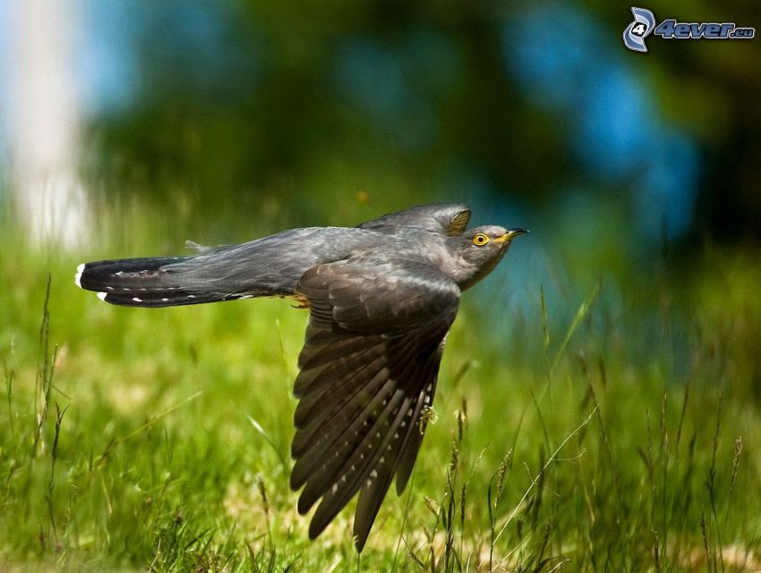 cuckoo, flight, grass