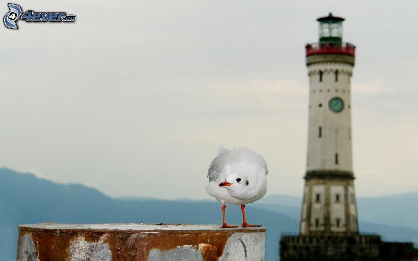 dove, lighthouse