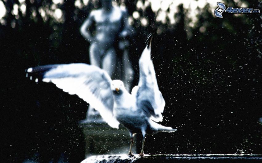 dove, statue, drops of water