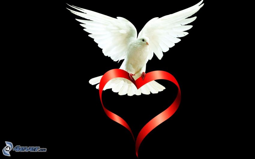 dove, wings, ribbon, heart
