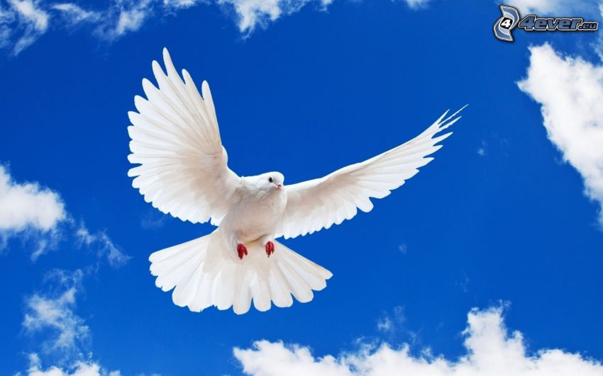 dove, wings, sky