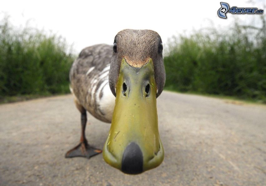 duck, beak