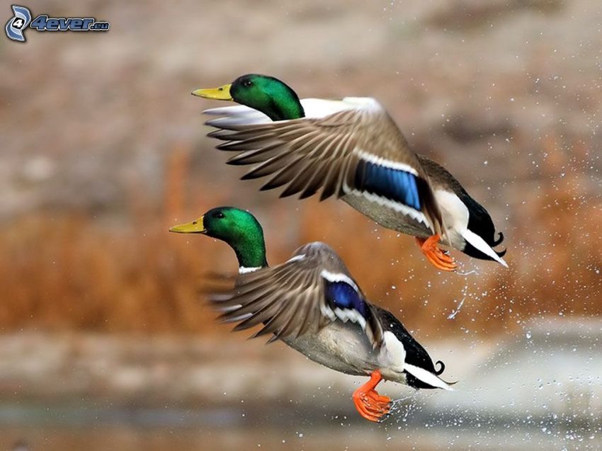 Duck, flight, drops of water