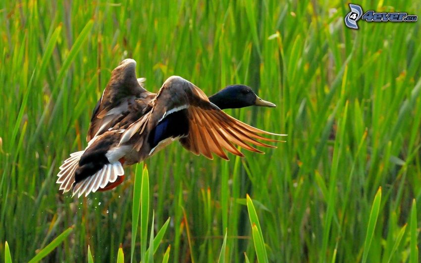 Duck, flight, high grass