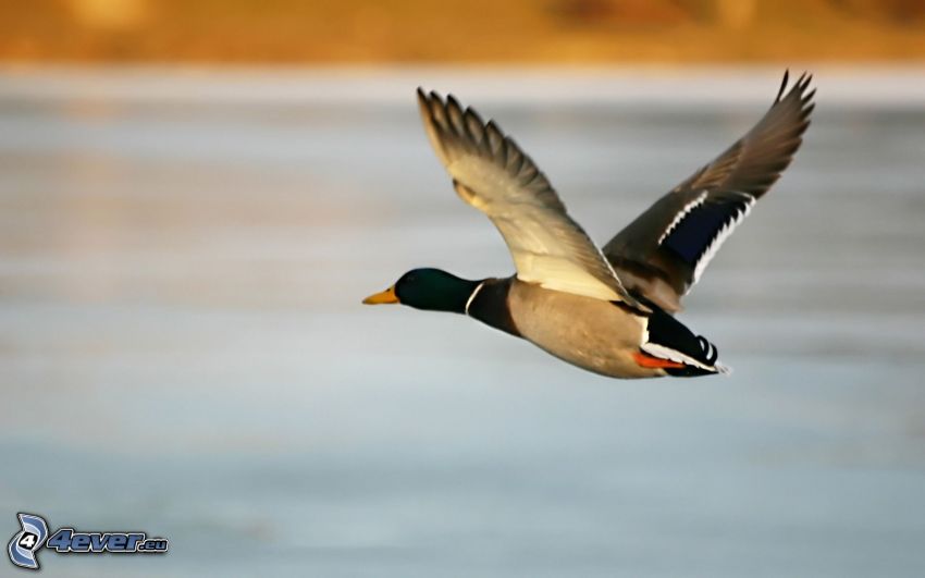 Duck, flight