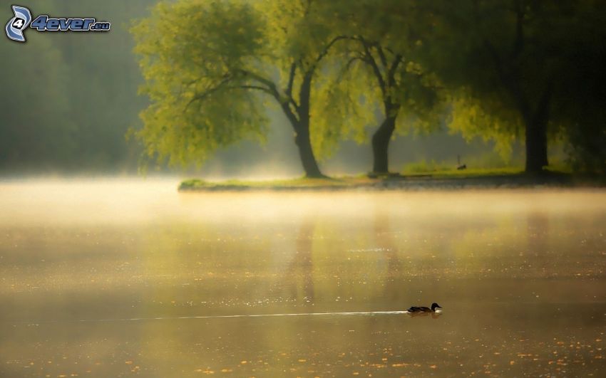 duck, lake