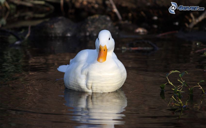 duck, water