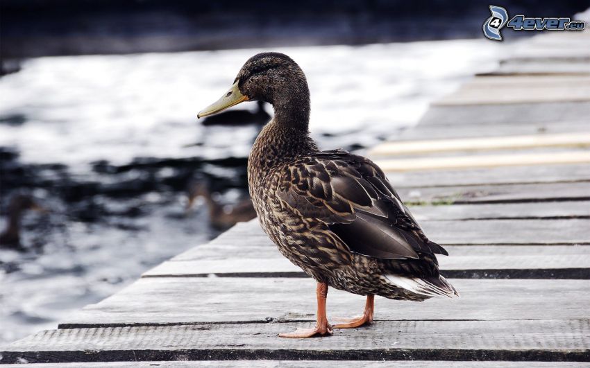 duck, wooden pier